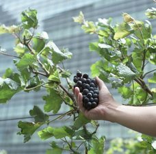 五割一分のプレスリリース画像1