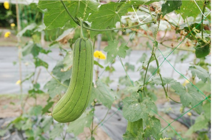 有限会社アフロディアのプレスリリース画像4