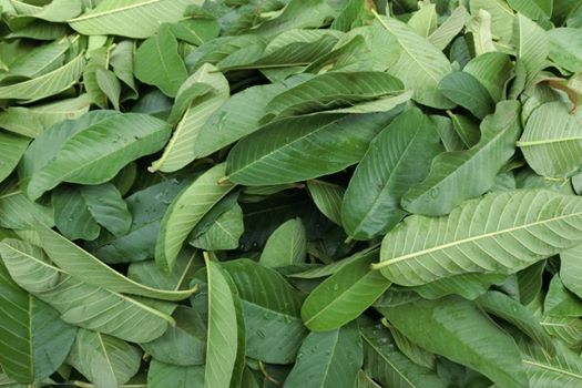 有限会社アフロディアのプレスリリース画像3