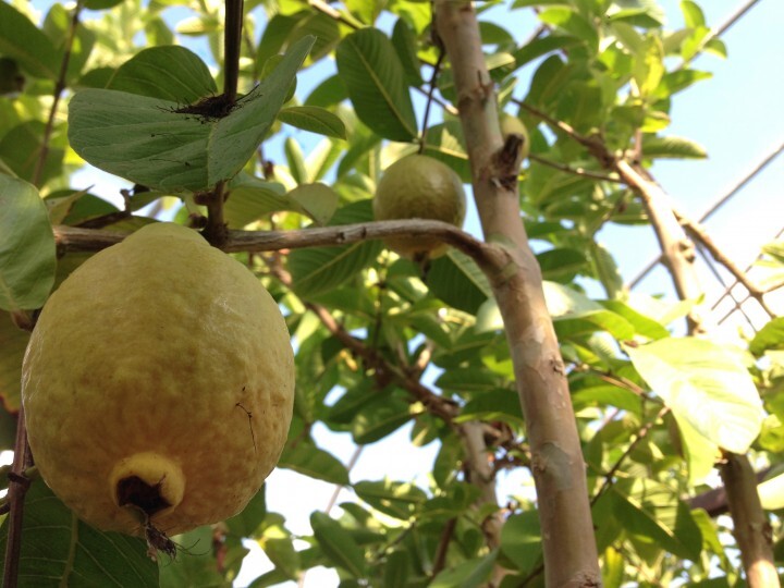 有限会社アフロディアのプレスリリース画像4