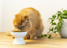 株式会社Wa-lifeのプレスリリース画像1