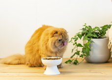 株式会社Wa-lifeのプレスリリース画像10