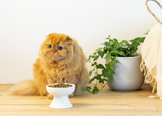 株式会社Wa-lifeのプレスリリース画像9