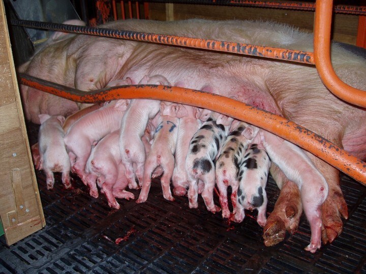 株式会社エルパソのプレスリリース画像1