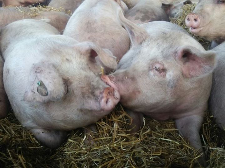 株式会社エルパソのプレスリリース画像2