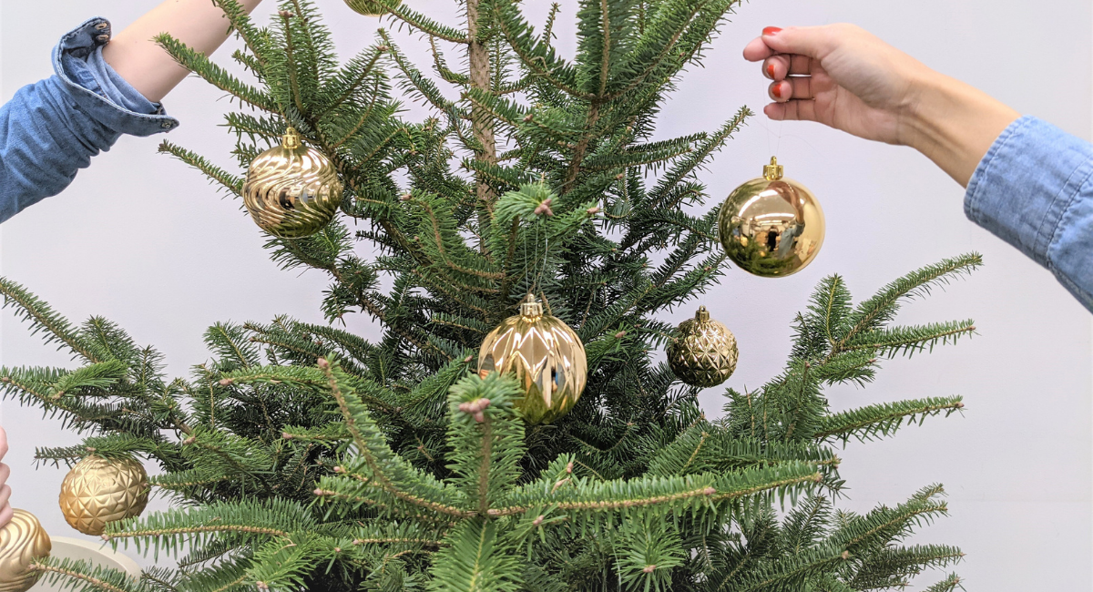 本物のツリーが最高のおうちクリスマスを演出 国産の新鮮なもみの木をお届けします カイト株式会社のプレスリリース