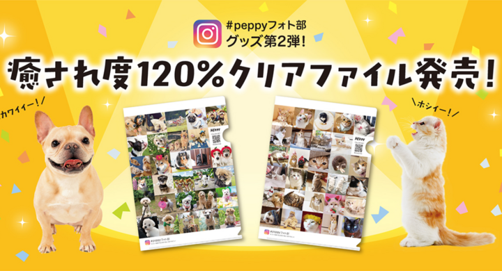 インスタグラム応募数11 772件 愛犬や愛猫のお写真で作られた 312頭のわんにゃんクリアファイル が新発売 新日本カレンダー 株式会社のプレスリリース インスタグラム応募数11 772件 愛犬や愛猫のお写真で作られた 312頭のわんにゃんクリアファイル が新発売 新日本カレンダー 株式会社のプレスリリース