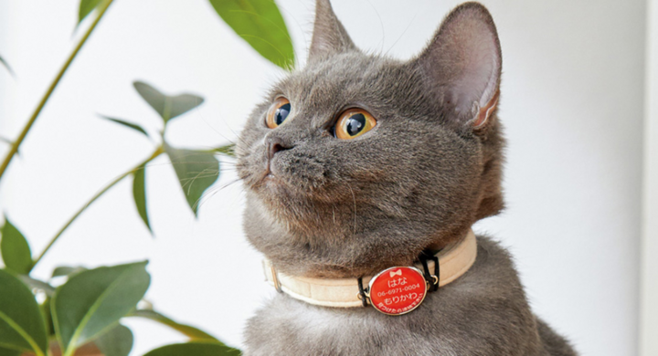 愛犬 愛猫と離れ離れにならないための迷子札を新発売 10文字までのメッセージが入れられる Sippole しっぽる ネームプレート で 飼い主さまも安心 新日本カレンダー株式会社のプレスリリース 愛犬 愛猫と離れ離れにならないための迷子札を新発売 10文字までのメッセージが入れられる Sippole しっぽる ネームプレート で 飼い主さまも安心 新日本カレンダー株式会社のプレスリリース