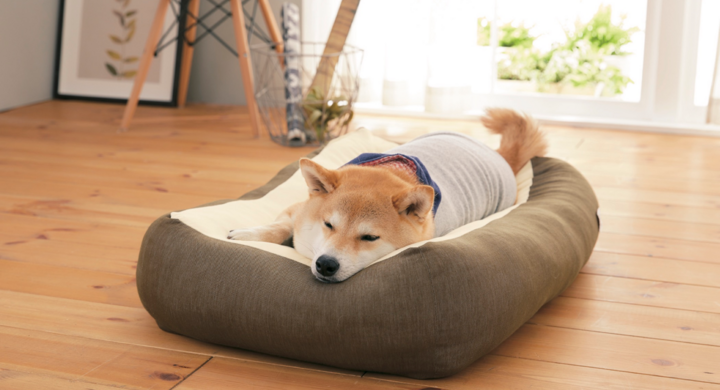 ペピイ オリジナルブランド Sippole しっぽる 誕生1周年キャンペーンにて 保護犬猫や盲導犬たちへの支援 と 新商品販売 をスタート 新日本 カレンダー株式会社のプレスリリース ペピイ オリジナルブランド Sippole しっぽる 誕生1周年キャンペーンにて 保護犬猫や盲導犬たちへの支援 と 新商品販売 をスタート 新日本 カレンダー株式会社のプレスリリース