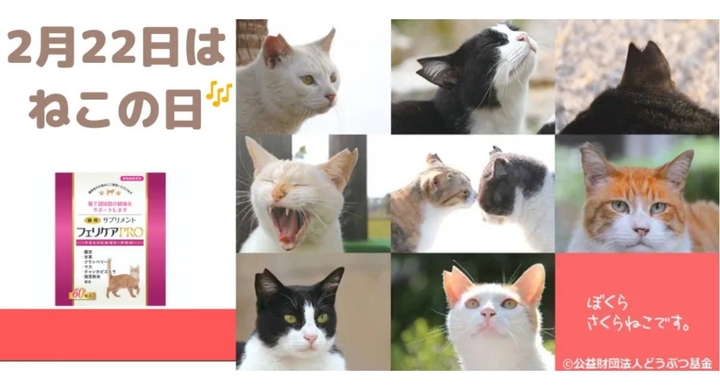 猫の日にちなんで猫用サプリメント売上の一部を どうぶつ基金 へ寄付をいたします 有限会社ケイカンパニーのプレスリリース