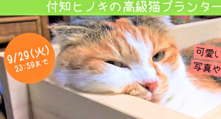 うちの箱入り猫にヒノキベッド下さい Sns応募でプレゼントキャンペーンはじまりました 有限会社ケイカンパニーのプレスリリース