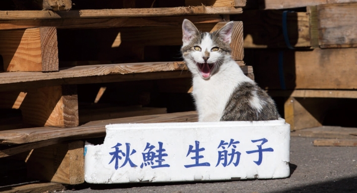 発売前緊急重版 やけに煽ってくる猫たちの写真集 イキってるネコ が発売 猫たちのイキリ顔に かまいたちの山内健司さんもニヤケが止まらない 辰巳出版株式会社のプレスリリース 発売前緊急重版 やけに煽ってくる猫たちの写真集 イキってるネコ が発売 猫たちのイキリ顔に かまいたちの山内健司さんもニヤケが止まらない 辰巳出版株式会社のプレスリリース