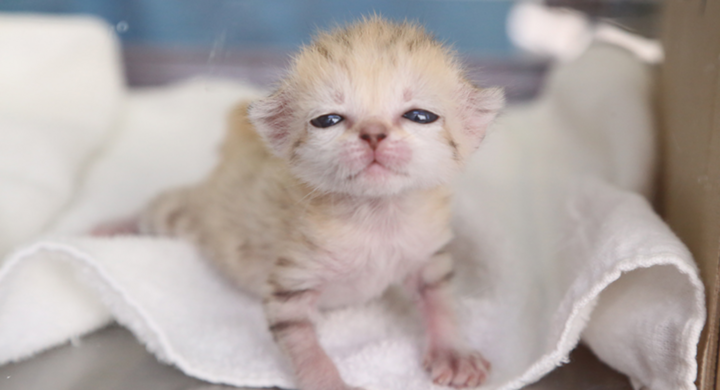 スナネコ登場 11月日発売の ネコまる 冬春号 特別付録は スナネコカレンダー 巻頭特集には那須どうぶつ王国の可愛いスナネコちゃんたちが登場します 辰巳出版株式会社のプレスリリース スナネコ登場 11月日発売の ネコまる 冬春号 特別付録は スナネコカレンダー 巻頭特集には那須どうぶつ王国の可愛いスナネコちゃんたちが登場します 辰巳出版株式会社のプレスリリース