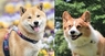 辰巳出版株式会社のプレスリリース8