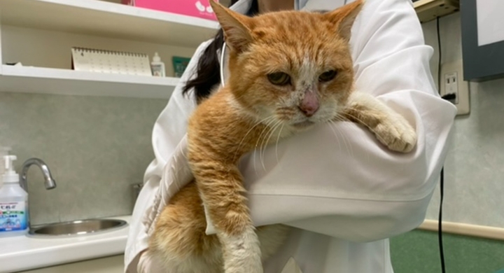 保護猫で広がる支援の輪。1か月で1,000万を達成。「老猫ホームとホスピスケアを併設した譲渡型保護猫カフェを神保町に!」 保護猫で広がる支援の輪。1か月で1,000万を達成。「老猫ホームとホスピスケアを併設した譲渡型保護猫カフェを神保町に!」