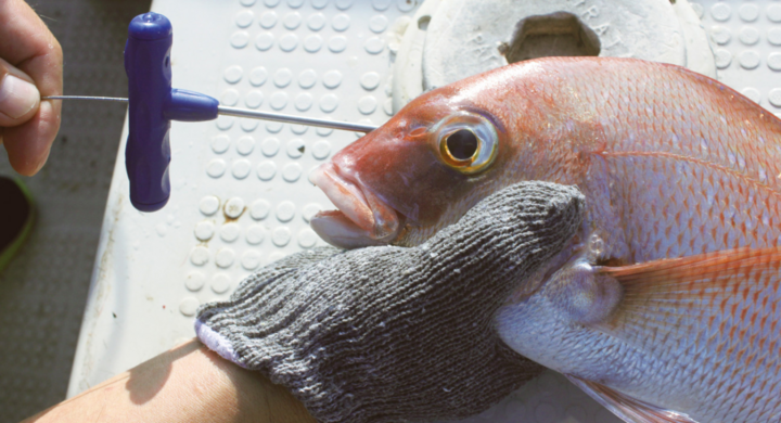 ニードル強度アップ 中型の魚用に エア抜きも可能 神経絞めmedium 発売 株式会社ルミカのプレスリリース ニードル強度アップ 中型の魚用に エア抜きも可能 神経絞めmedium 発売 株式会社ルミカのプレスリリース