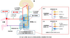 国立大学法人東海国立大学機構　岐阜大学のプレスリリース
