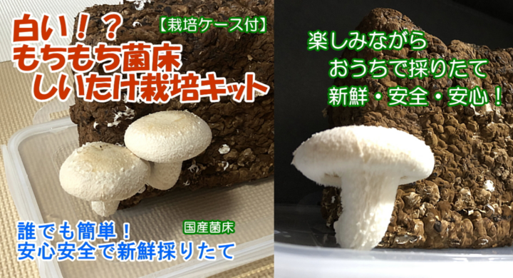新発売 キッチンで白いしいたけ 採りたてホヤホヤな安心 安全 新鮮な 白いもちもち菌床しいたけ栽培キット 発売 有限会社オンウェーブのプレスリリース 新発売 キッチンで白いしいたけ 採りたてホヤホヤな安心 安全 新鮮な 白いもちもち菌床しいたけ栽培キット 発売 有限会社オンウェーブのプレスリリース