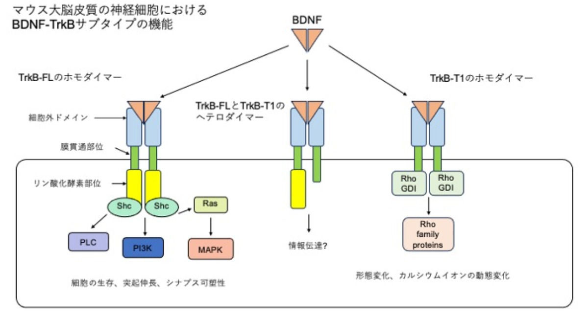 脳由来神経栄養因子（BDNF）についての新たな発見：大脳皮質におけるBDNF受容体TrkB-T1の細胞局在性 - 武庫川女子大学のプレスリリース