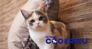 2月27日(土)に無料のドッグラン併設の「ペットショップCoo&RIKU福岡東店」がグランドオープン