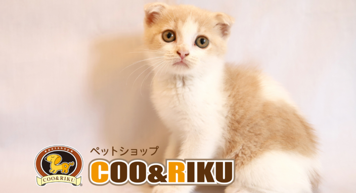千葉県下初となる猫カフェ 空陸家 初出店 8月22日 土 ペットショップcoo Riku東船橋店 がスケールアップして移転オープン 有限会社 Coo Rikuのプレスリリース 千葉県下初となる猫カフェ 空陸家 初出店 8月22日 土 ペットショップcoo Riku東船橋店 がスケールアップして移転オープン 有限会社 Coo Rikuのプレスリリース