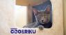 有限会社 Coo&RIKUのプレスリリース8