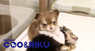 有限会社 Coo&RIKUのプレスリリース5