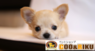 有限会社 Coo&RIKUのプレスリリース14
