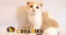 有限会社 Coo&RIKUのプレスリリース11