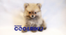 有限会社 Coo&RIKUのプレスリリース10