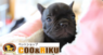 有限会社 Coo&RIKUのプレスリリース12