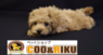 有限会社 Coo&RIKUのプレスリリース4