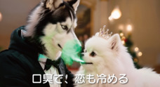 ドッグダイナー株式会社のプレスリリース