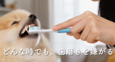 ドッグダイナー株式会社のプレスリリース