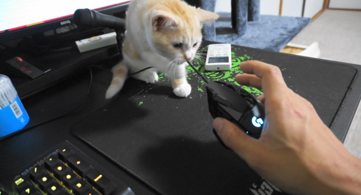 子猫のちゃっぴーとともに成長 育成系youtube ちゃっぴー猫ちゃんねる が史上 最キュン 株式会社ローズクリエイトのプレスリリース 子猫のちゃっぴーとともに成長 育成系youtube ちゃっぴー猫ちゃんねる が史上 最キュン 株式会社ローズクリエイトのプレスリリース