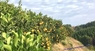 fao agrocommunicationのプレスリリース9
