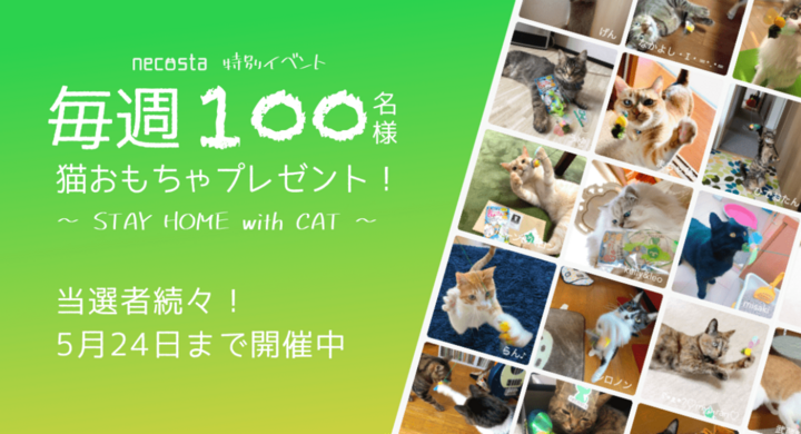 猫好き専用snsアプリ ねこすた が 愛猫との Stay Home を応援 毎週100名に猫おもちゃが当たるイベントが好評開催中 じゃれる猫たちの姿が続々投稿 株式会社funseekのプレスリリース