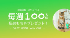 猫好き専用SNSアプリ「ねこすた」が、愛猫との