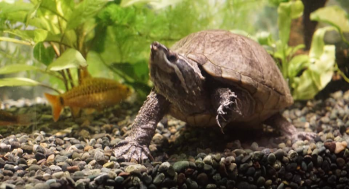 Wine Live 六本木 ワインバー クリマ が水槽を復活させる救済プロジェクトを発信しています 開店以来の古参であるカメちゃんと金魚を 再び水槽に戻したい ワインバー クリマのプレスリリース Wine Live 六本木 ワインバー クリマ が水槽を復活させる救済プロジェクトを発信しています 開店以来の古参であるカメちゃんと金魚を 再び水槽に戻したい ワインバー クリマのプレスリリース