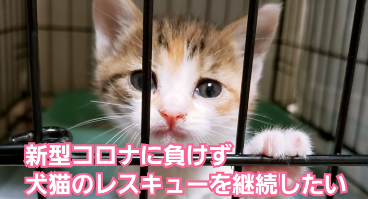 営業自粛が続く中でも保護猫達を守りたい 継続の危機を乗り越えるため保護猫カフェfunnycat 狭山市 が初のクラウドファンディング゙に挑戦中 保護猫カフェ Funnycatのプレスリリース 営業自粛が続く中でも保護猫達を守りたい 継続の危機を乗り越えるため保護猫カフェfunnycat 狭山市 が初のクラウドファンディング゙に挑戦中 保護猫カフェ Funnycatのプレスリリース