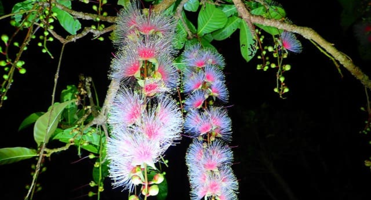 沖縄トリップ にて 幻の一夜花 サガリバナ鑑賞ツアー予約スタート 沖縄特化型のアクティビティ予約サイト 株式会社deepactのプレスリリース