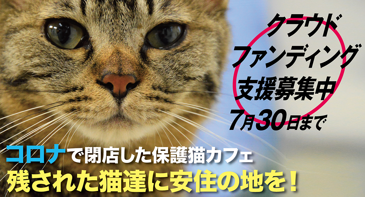 コロナ禍で里親募集型保護猫カフェが閉店 残された猫達の安住の地を長野県に作ります 猫カフェブランのプレスリリース