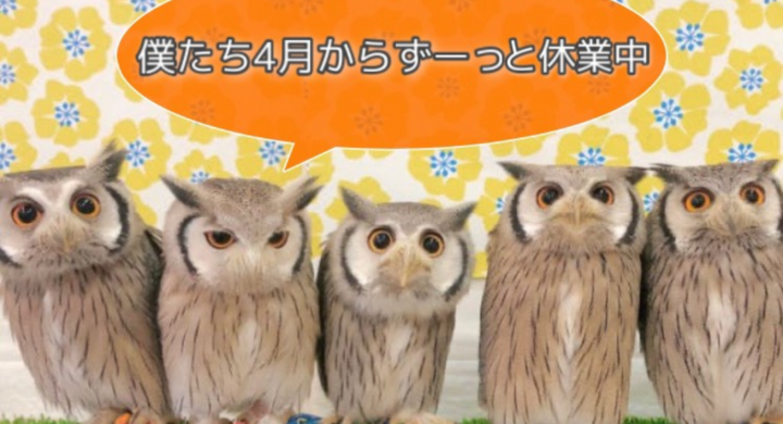 世界初のフクロウカフェがコロナで存続の危機 Campfireにて支援プロジェクトを開始 フクロウのみせのプレスリリース 世界初のフクロウカフェがコロナで存続の危機 Campfireにて支援プロジェクトを開始 フクロウのみせのプレスリリース