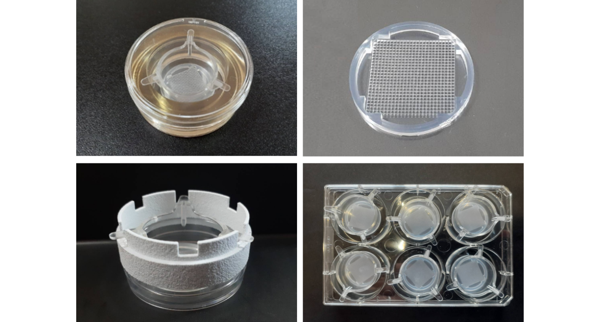 ユ*ノ様 大株出品 vp mix 胞子培養株 ユ*ノ様 大株出品 vp mix 胞子培養株