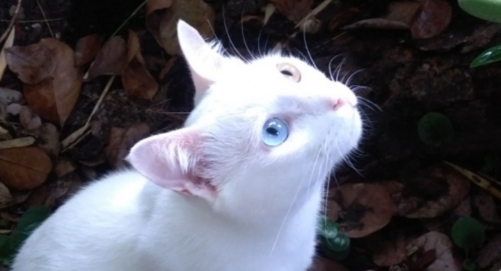 タイ チェンマイの保護猫を救いたい 幸せを呼ぶ オッドアイ ブンちゃんブランドを立ち上げたい Organic Diaitaのプレスリリース