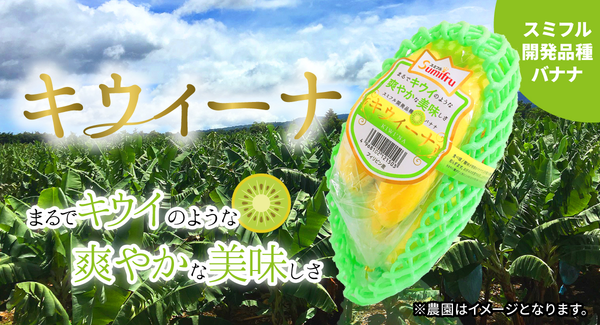 1194円 熱販売 スミフル開発品種 バナナ キウイーナ 10〜12パック 数量限定販売