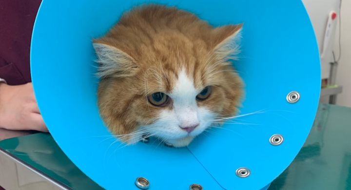 コロナ禍で捨てられ 異物を誤飲してしまい 腸閉塞になってしまった子猫を救ってください 桜井 菜央のプレスリリース コロナ禍で捨てられ 異物を誤飲してしまい 腸閉塞になってしまった子猫を救ってください 桜井 菜央のプレスリリース
