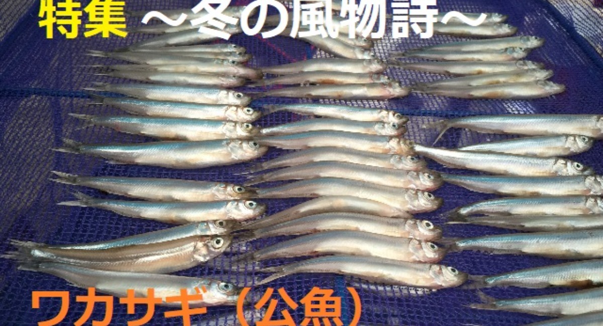 公魚