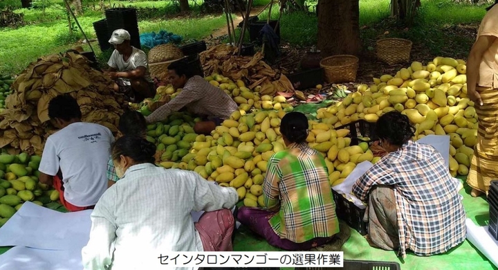 困難に立ち向かうミャンマー 国際産直 でマンゴー生産者のいのちと暮らしを守ろう ナチュラレッサがクラウドファンディングでプロジェクト開始 合同会社海風エンタープライズのプレスリリース 困難に立ち向かうミャンマー 国際産直 でマンゴー生産者のいのちと暮らしを守ろう ナチュラレッサがクラウドファンディングでプロジェクト開始 合同会社海風エンタープライズのプレスリリース