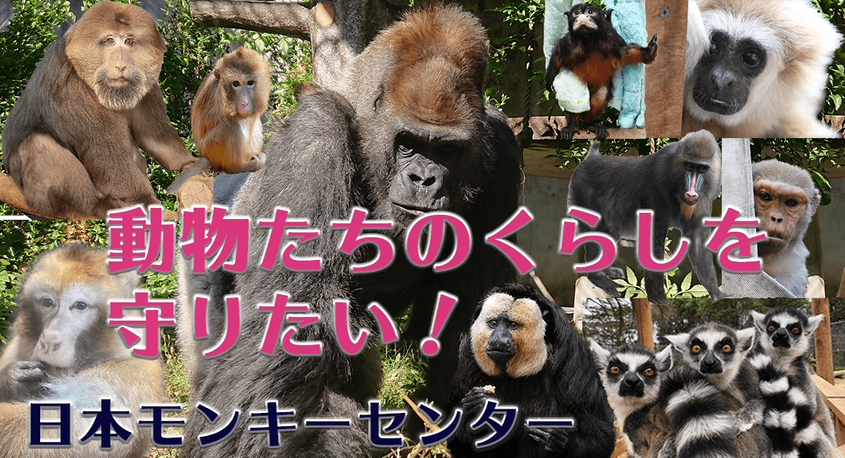 大切な動物たちのくらしを守りたい 日本モンキーセンターがえさ代のためのクラウドファンディングのプロジェクト開始 公益財団法人 日本モンキーセンターのプレスリリース